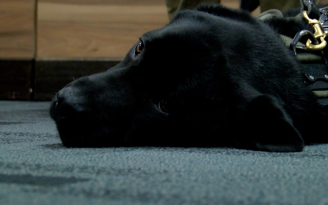 Onyx: El Perro Detector de Tecnología que Revoluciona la Lucha Contra el Crimen Cibernético en Laredo