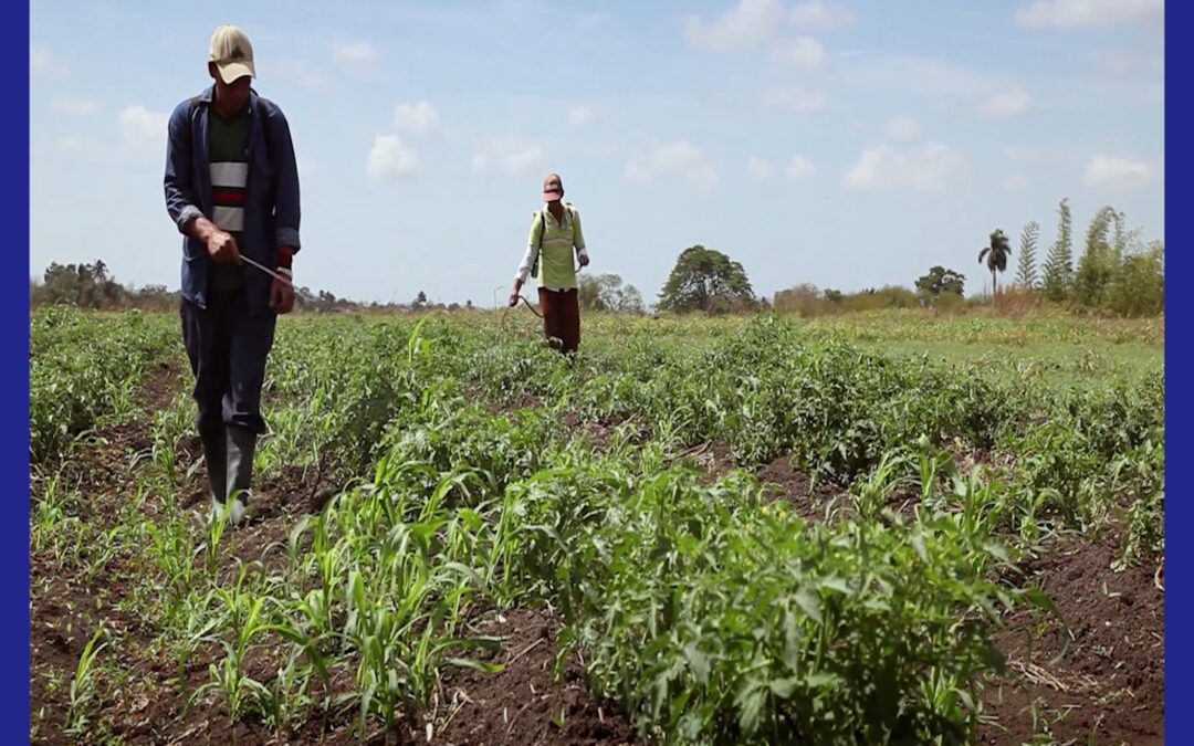 3 Formas Alarmantes en que las Redadas Están Perjudicando a los Agricultores de Texas