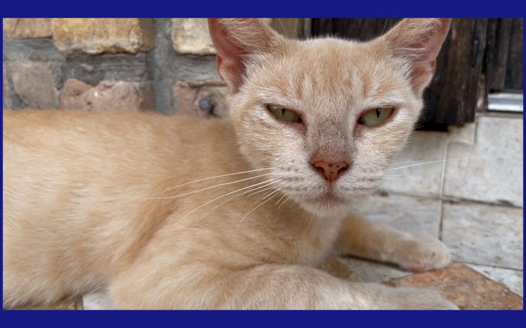 Exigen castigos más estrictos tras arresto de menor en Laredo