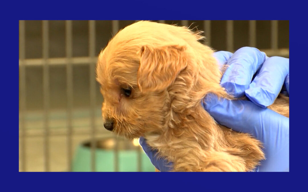 Nuevo programa ayuda a los estudiantes a avanzar más rápido en su carrera