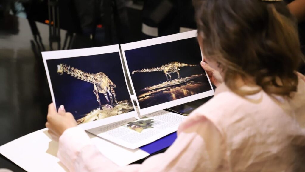 San Pedro Garza García Confirma: Fósil ‘Einstein’ Fue Prestado, No Donado