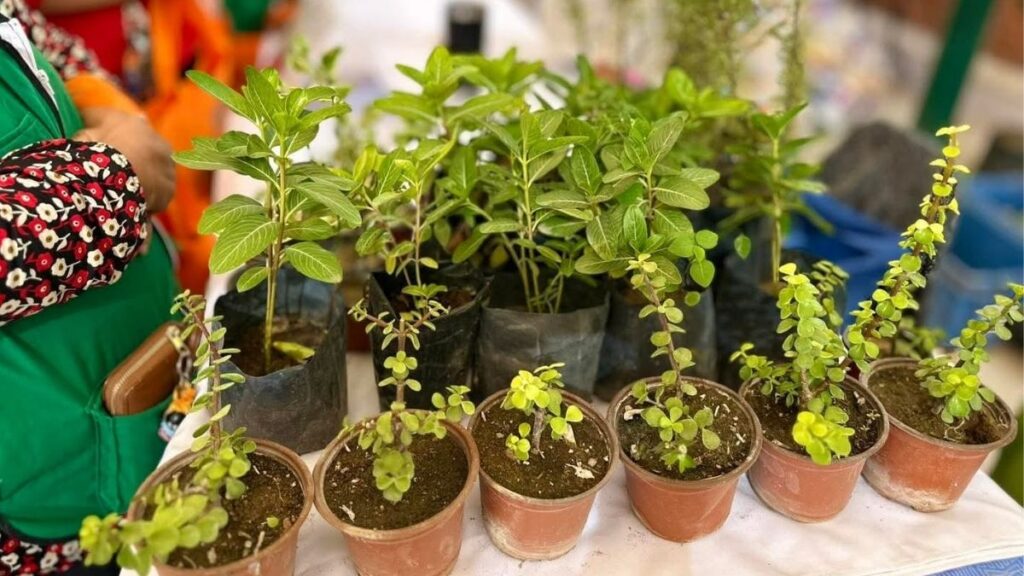 Torreón Establece un Nuevo Récord en Árboles Plantados para el 2025