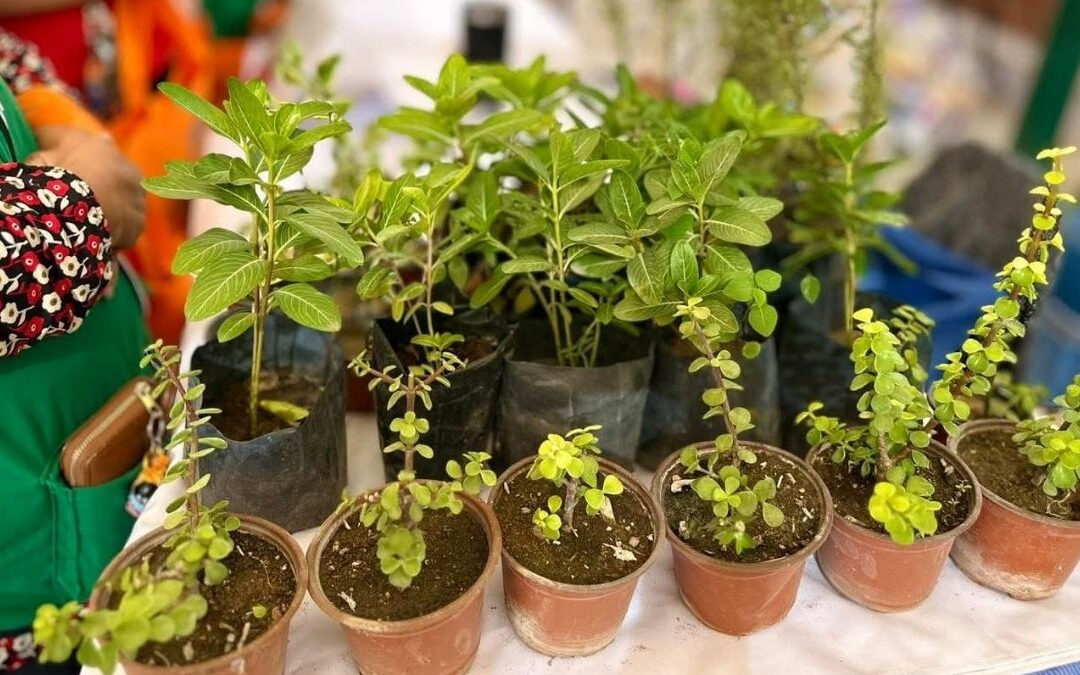 Torreón Establece un Nuevo Récord en Árboles Plantados para el 2025