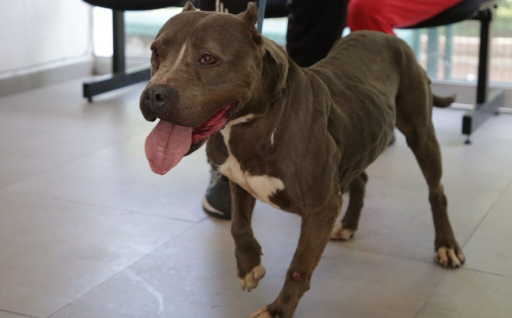 Guadalajara Alcanzó 133 Adopciones de Mascotas Rescatadas en el Último Año