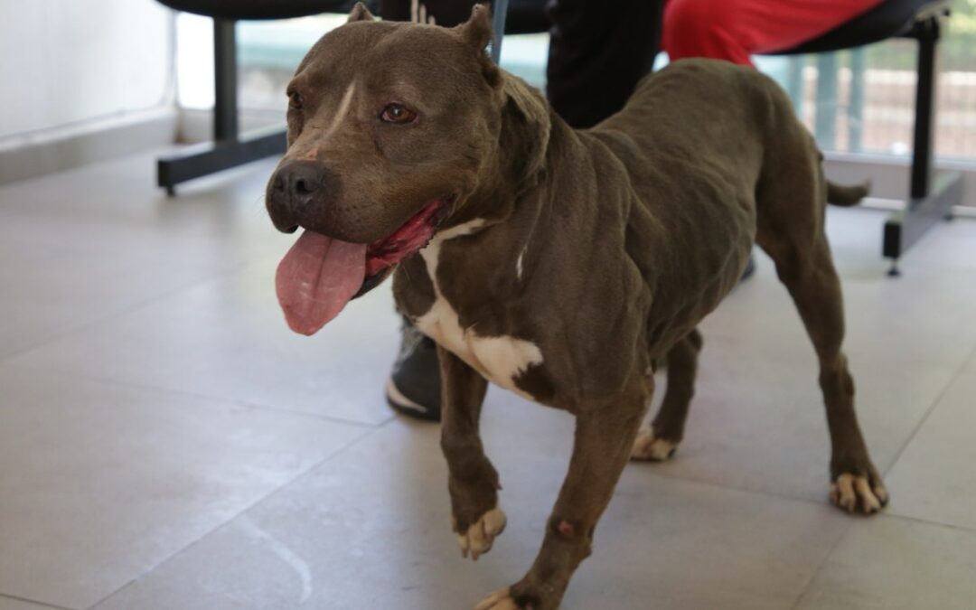 Guadalajara Alcanzó 133 Adopciones de Mascotas Rescatadas en el Último Año