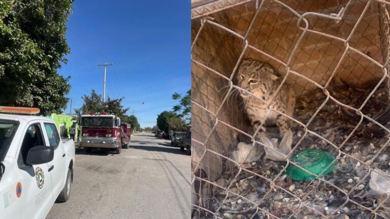 Gato Montés Desata Alarma de Emergencia en San Pedro tras Ingresar a Domicilio