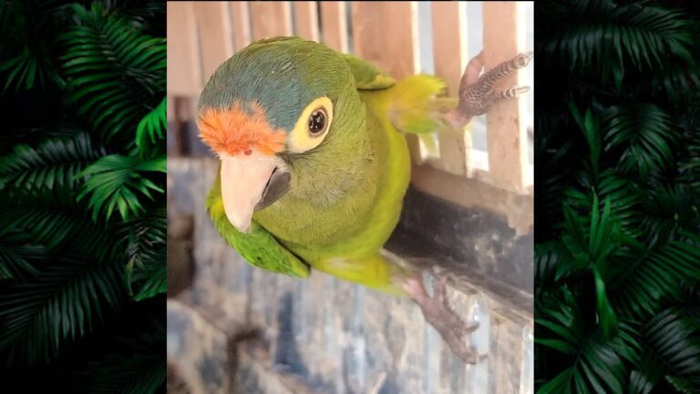 Aseguran Más de 40 Animales Exóticos Durante Operativo del Día de Reyes en Michoacán