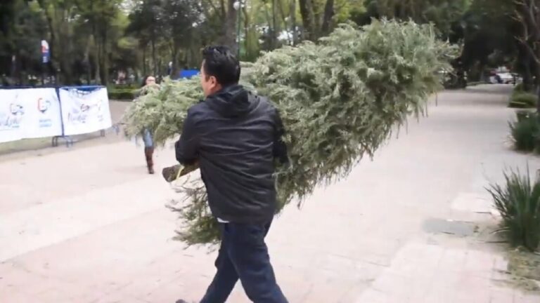 Reciclaje de Árboles de Navidad Naturales: Descubre Dónde Reciclar en Zapopan