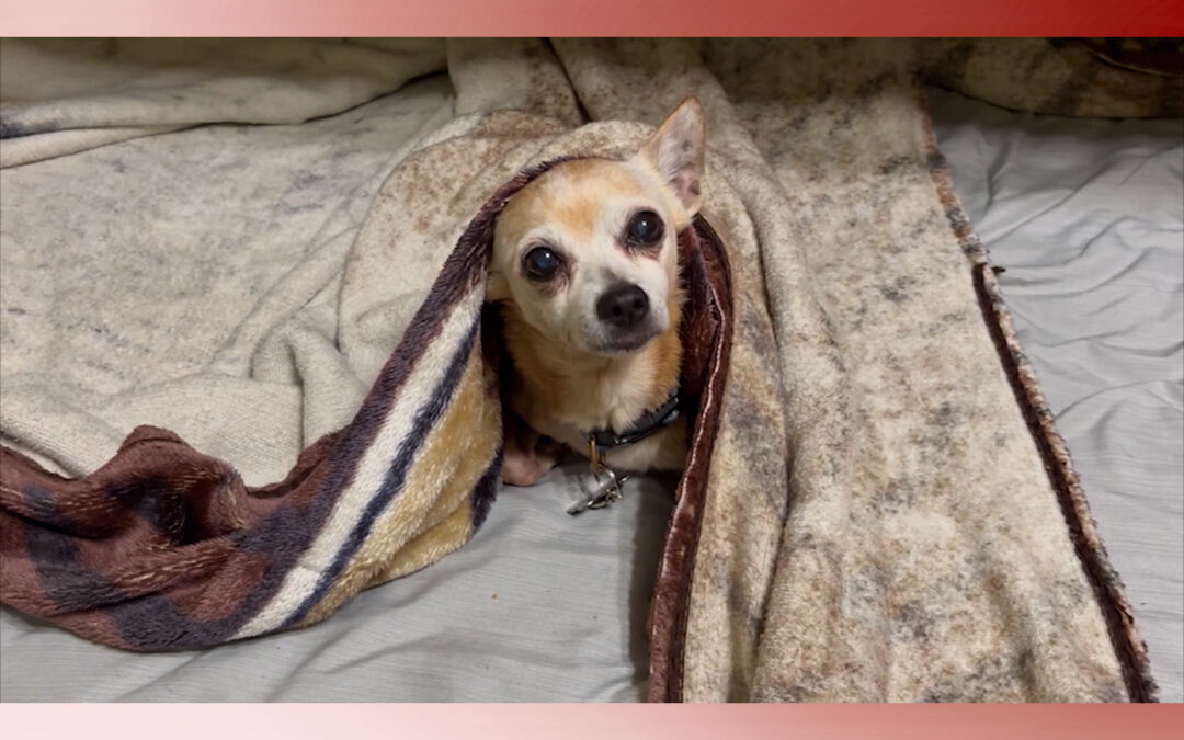 Rescates revelan la urgente solución de esterilizar