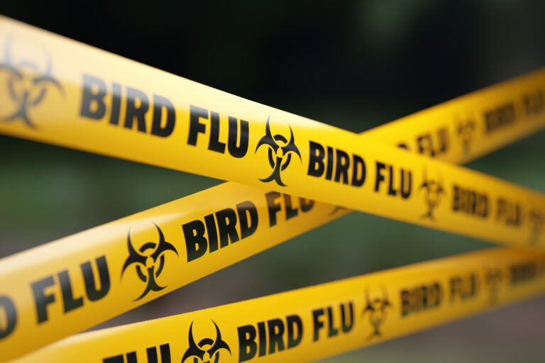 Aumento de Influenza Aviar en Colorado en 2026: Brotes Alarmantes en Granjas y Aves Silvestres