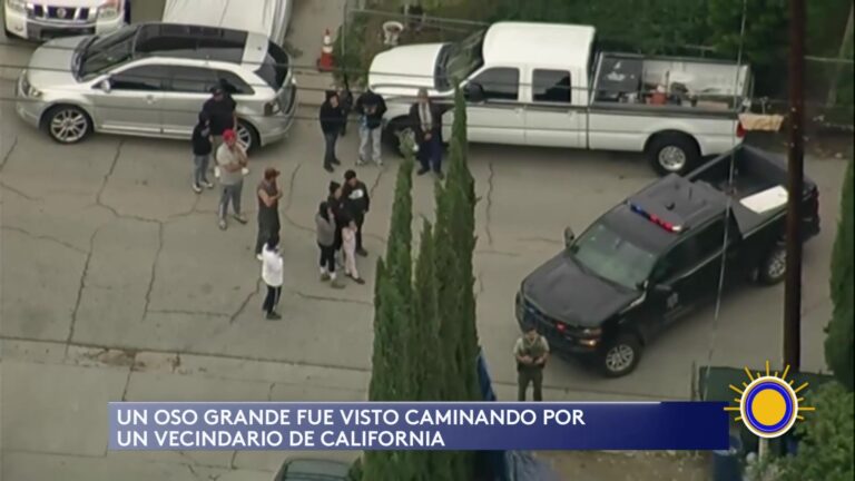 Creciente Presencia De Oso En Zonas Residenciales De California