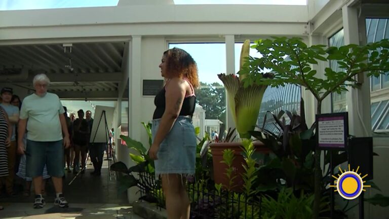 Flor Cadáver Sorprende A Miles Con Su Extraña Y Breve Floración Apestosa