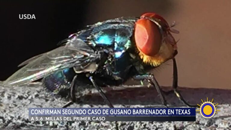 Alarma Por El Gusano Barrenador Del Ganado En Texas: Riesgo Para La Industria Ganadera