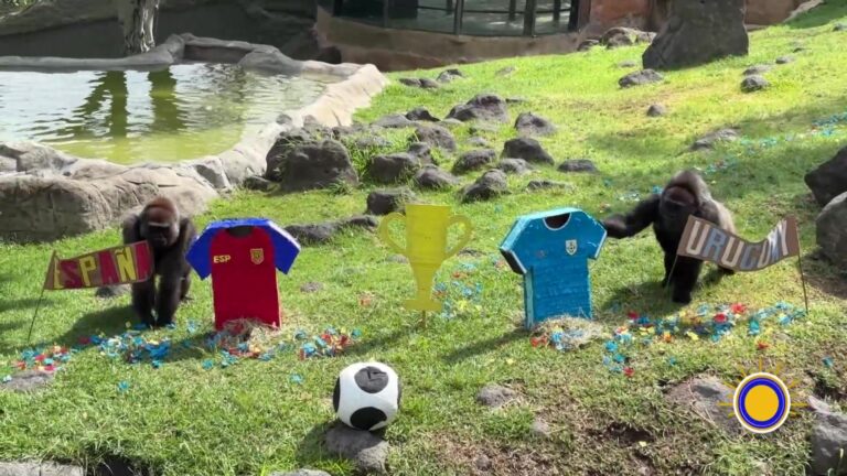 Animales Del Zoológico De Guadalajara Pronostican Resultados Del Mundial