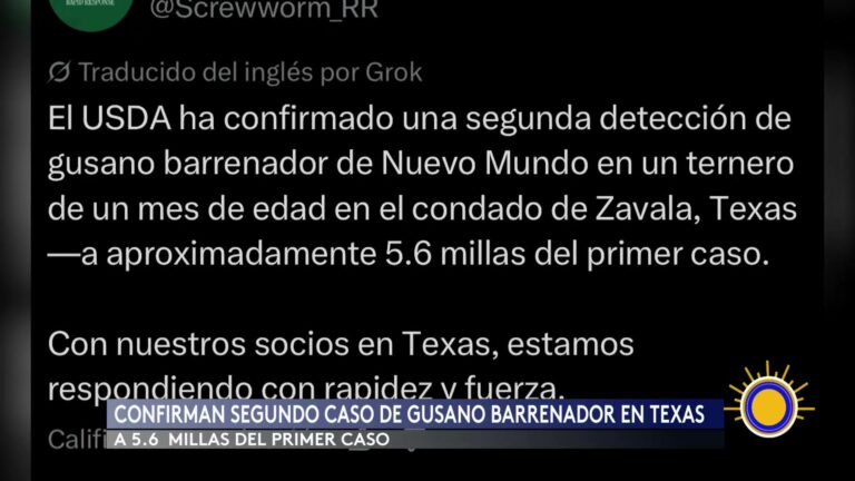 Detectan Segundo Caso De Gusano Barrenador Del Ganado En Texas