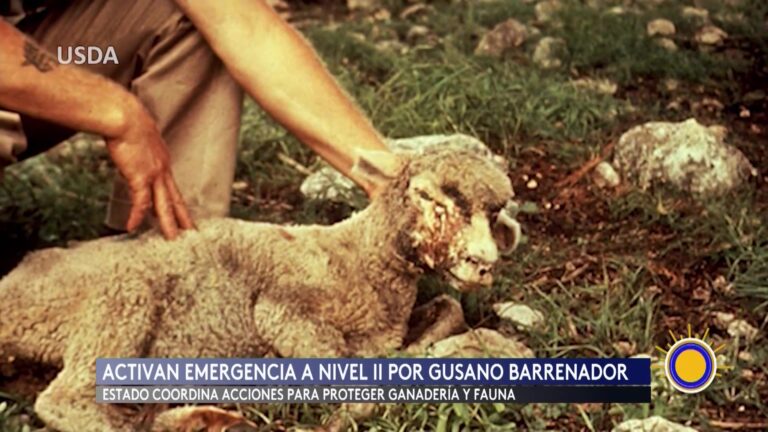 Alerta En Texas Por Gusano Barrenador: Estado De Emergencia Y Acciones Inmediatas