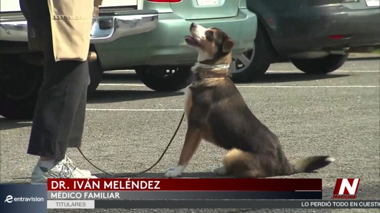 Gusano Barrenador Del Nuevo Mundo: ¿Puede Afectar A Tus Mascotas? Experto Explica Riegos Y Prevención