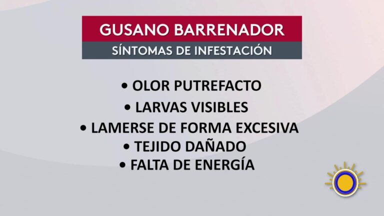 Expertos Alertan Sobre El Peligro Del Gusano Barrenador En Mascotas Y Humanos En Texas