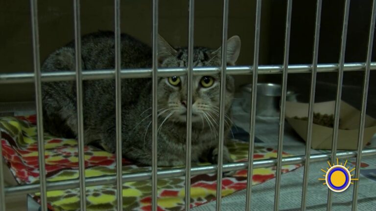 Alerta Por El Gusano Barrenador: Riesgos Para Mascotas Y Humanos