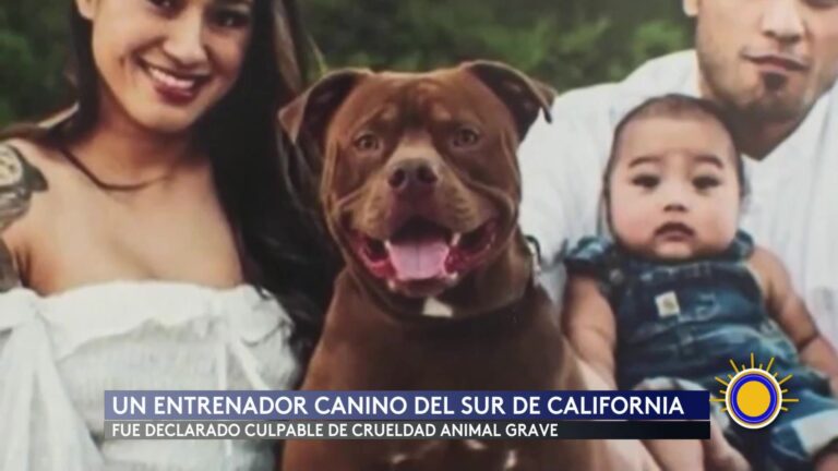 Crueldad Animal California: Entrenador Canino Culpable De Crueldad Animal Por Muerte De 11 Perros