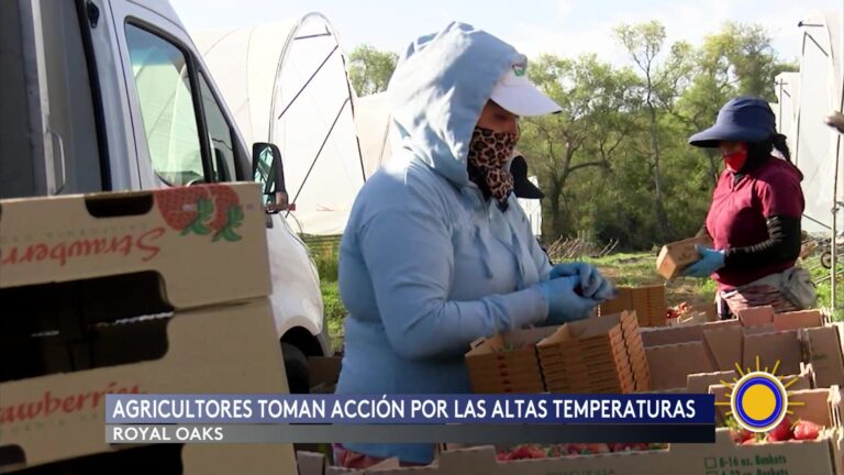 Alerta De Calor: Trabajadores Agrícolas En La Costa Central Modifican Jornadas Por Ola De Calor alerta de calor